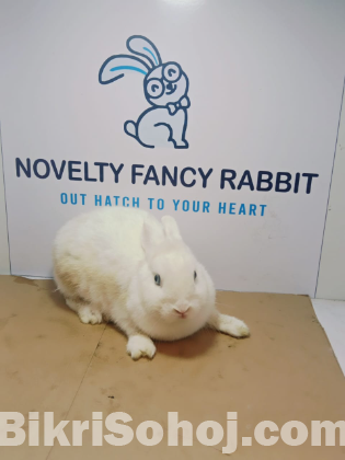 Netherland dwarf hotot rabbit bunny